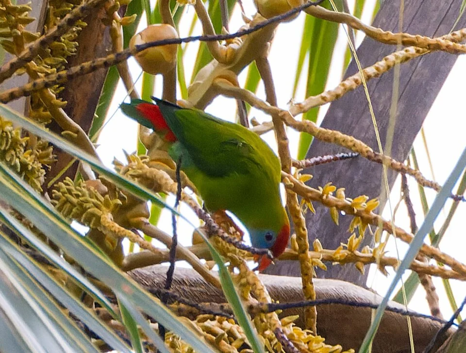 Camiguin Hanging Parrot photographed by Adri Constantino