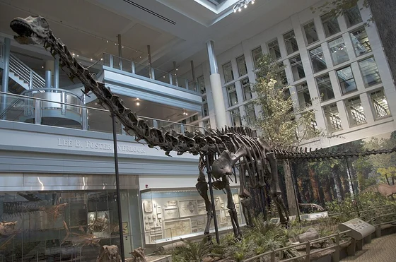 Diplodocus