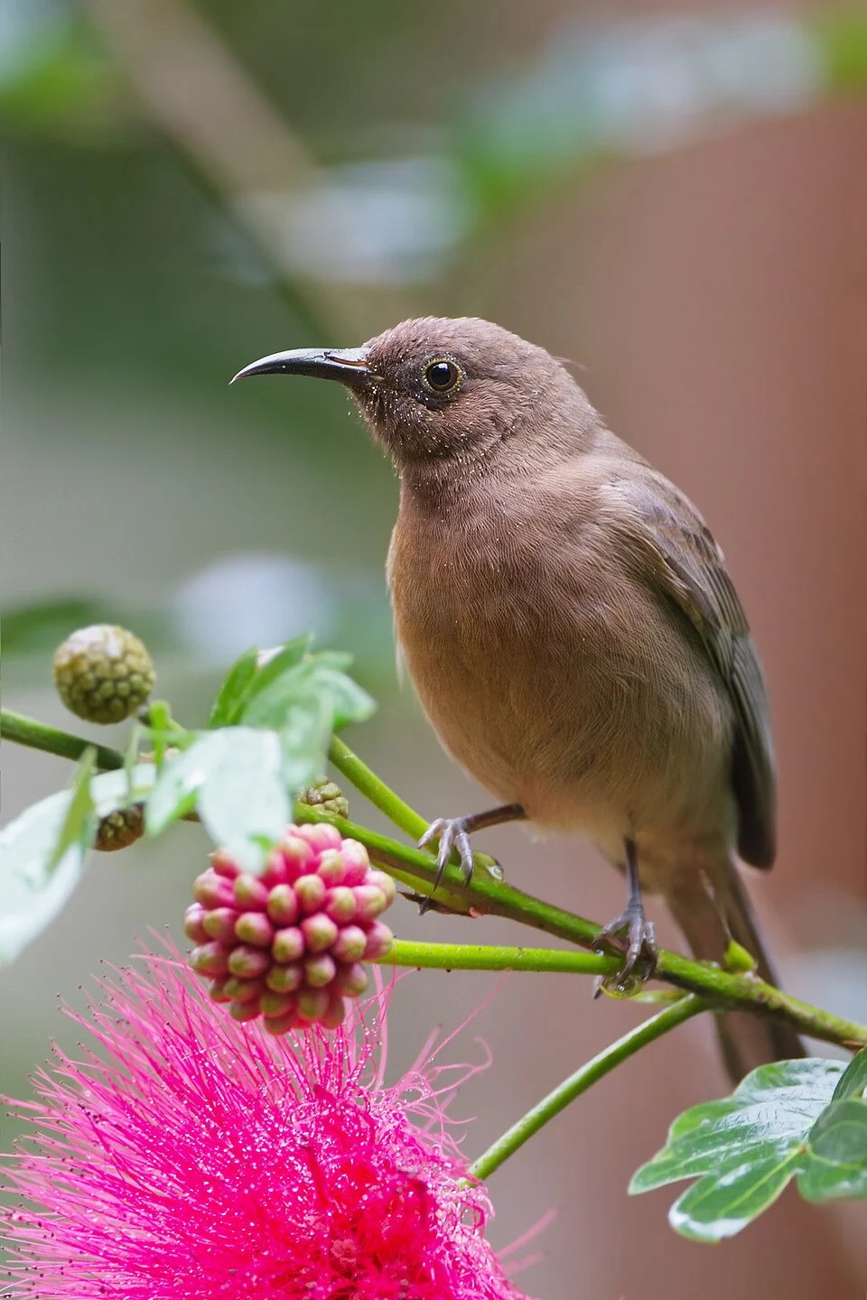 Dusky Honeyeater (Myzomela obscura), Daintree Villiage, Queensland, Australia