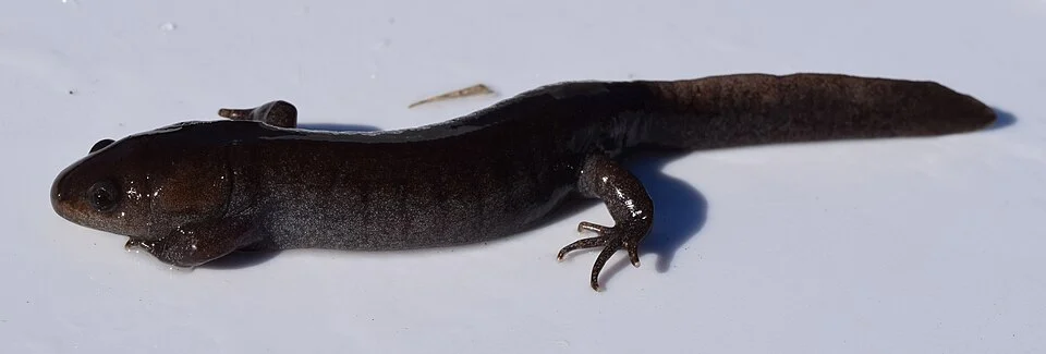 An adult Ambystoma talpoideum (mole salamander) at the University of Mississippi Field Station.