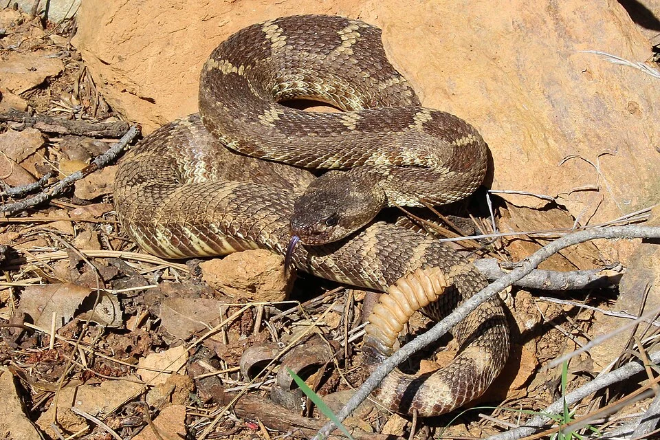 A Northern Pacific Rattlesnake (Crotalus oreganus) in defensive position. Placer County, California.