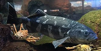 ja:アブラボウズ。ja:鴨川シーワールド飼育展示個体。