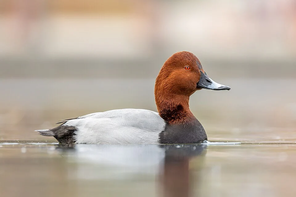 A male common pochard (Aythya ferina).