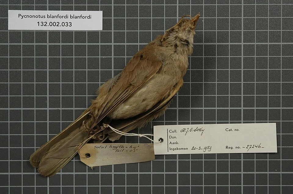 Pycnonotus blanfordi blanfordi Jerdon, 1862