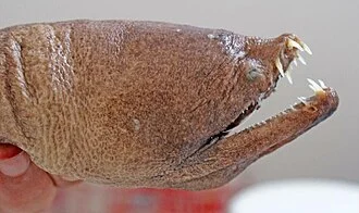 Image of Aplatophis chauliodus for the northeastern coast of Brazil