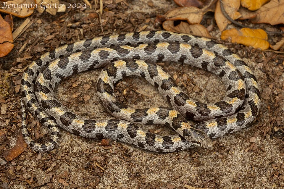 Short-tailed Kingsnake (Lampropeltis extenuata) from Marion County, Florida
