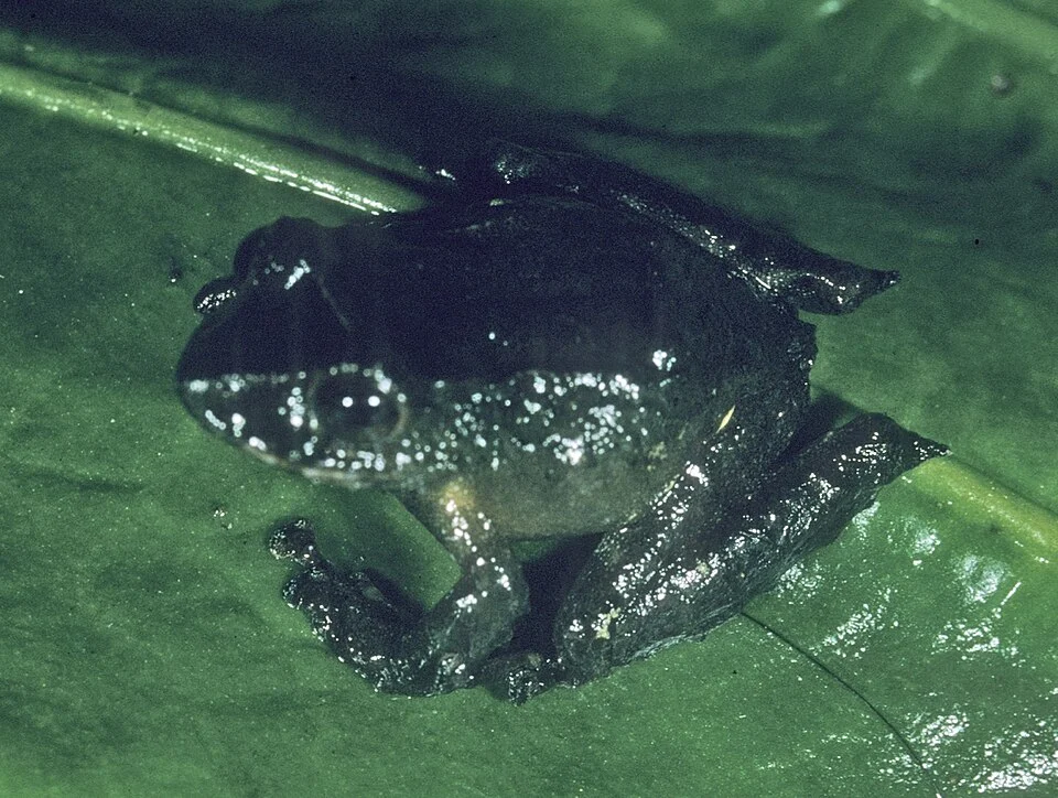 Pristimantis quinquagesimus
