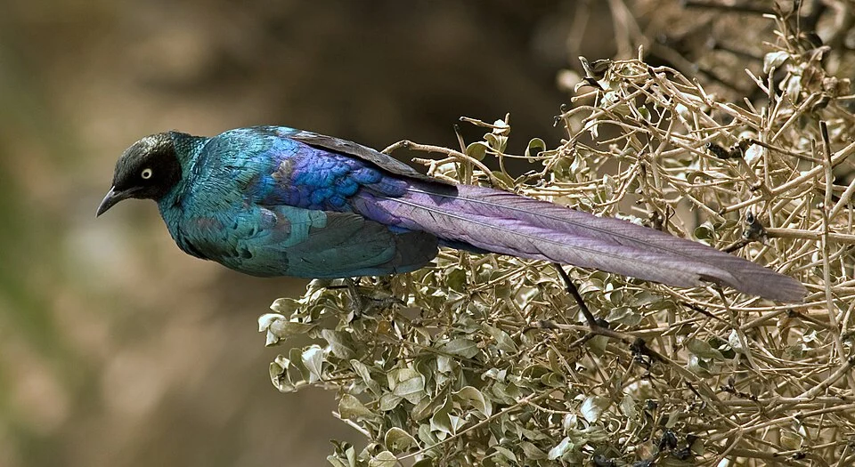 Hann Park, near Dakar, Senegal. Added to Wikipedia. Shifting colors of purple, green and blue in the sunlight. Usually seen in small flocks (But I haven't been to the bush where for all I know the flocks might number in the 100s of birds). Like most starlings, noisy and energetic.This pic more fun large.