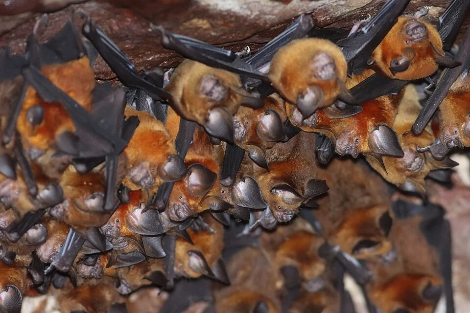 Grand Roundleaf Bat (Hipposideros grandis) in Vietnam