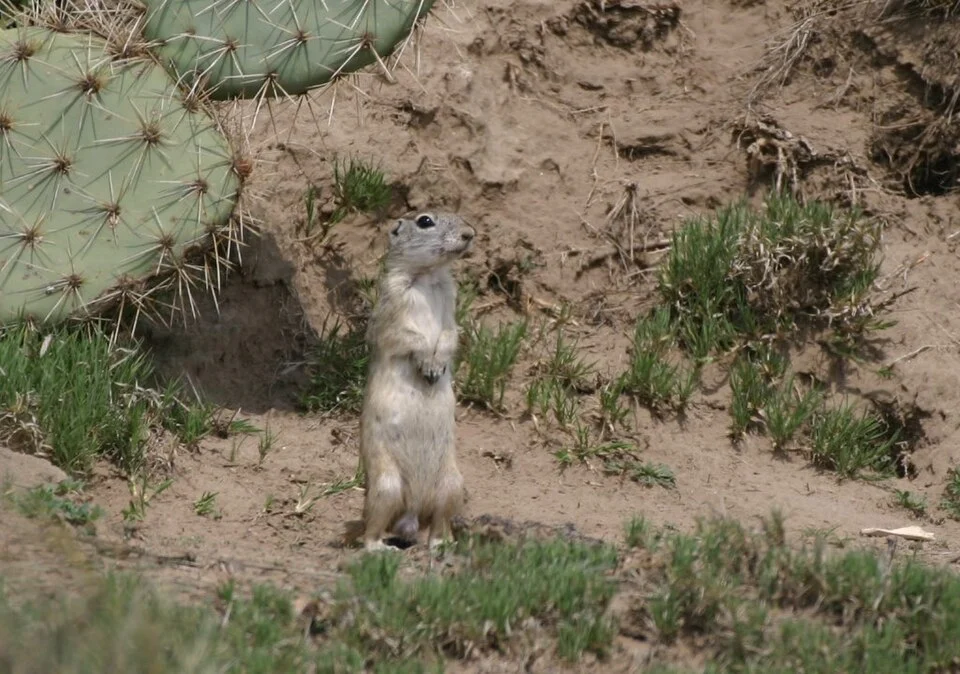 Perote Ground Squirrel (Xerospermophilus perotensis)