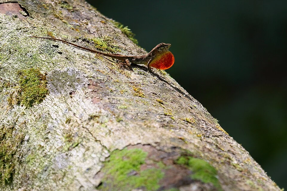 Monteverde Highland Anole, Anolis monteverde, in the Reserva Santa Elena, Monteverde, Costa Rica
