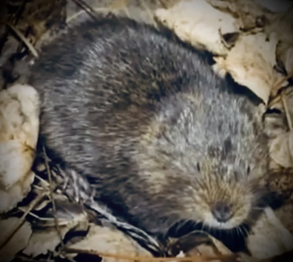 Prometheomys schaposchnikowi