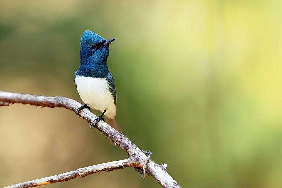 Leaden Flycatcher