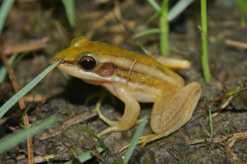 Green Paddy Frog (Hylarana erythraea)

Seemed to be fairly common near disturbed areas with ponds or marshes around Kota Kinabalu.