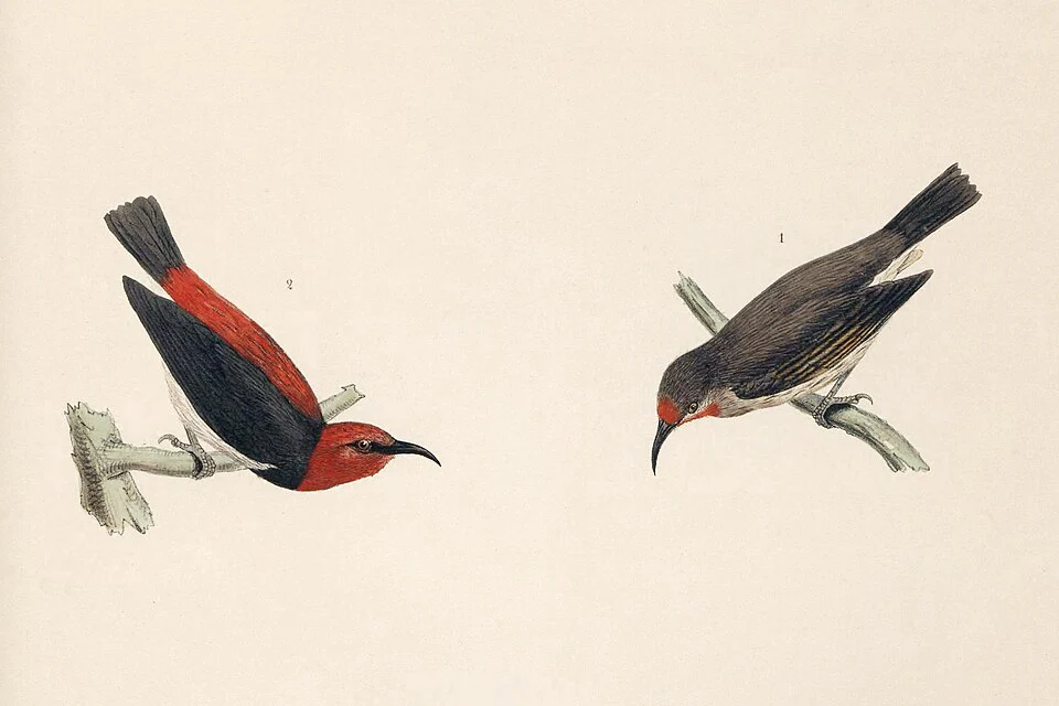 Myzomela boiei male and female