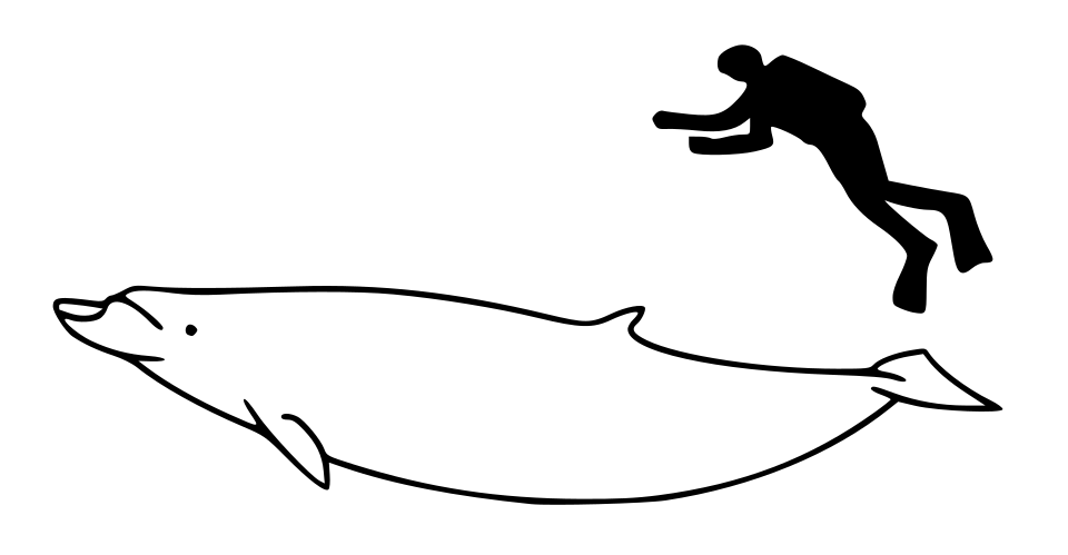 This W3C-unspecified vector image was created with Inkscape .Size comparison of an average human and a Blainville's beaked whale