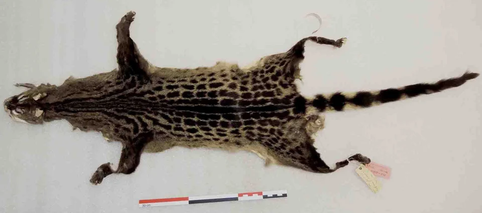 Genetta bourloni. Pelt, holotype