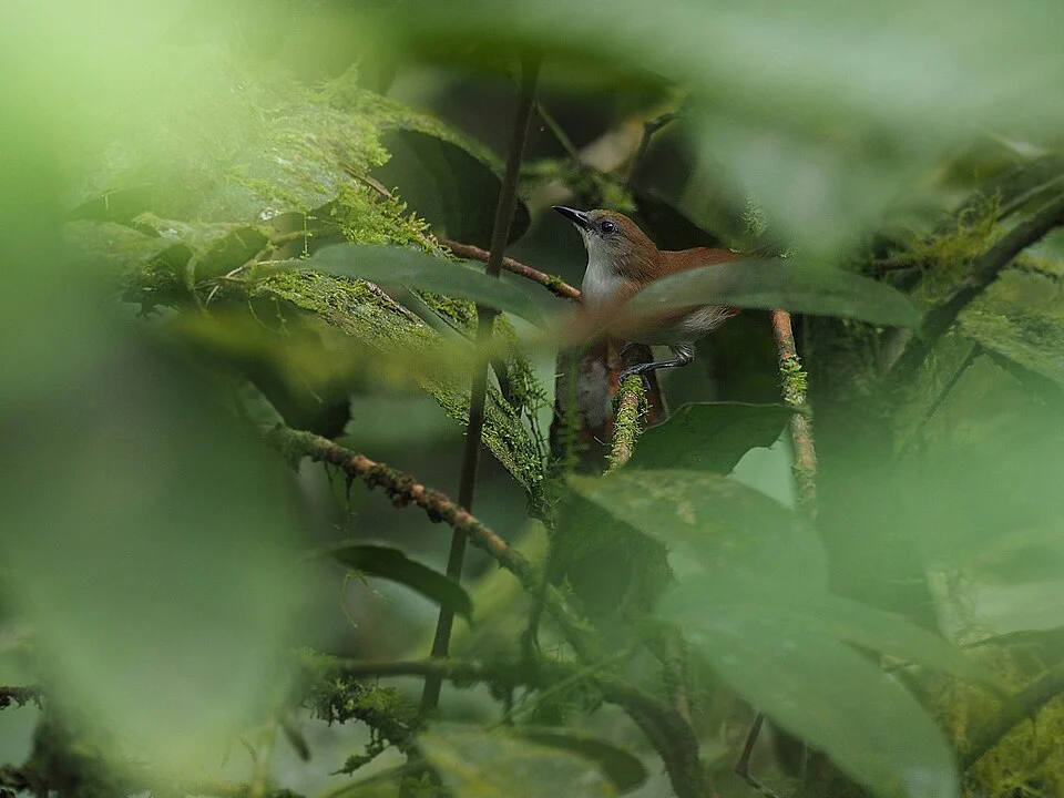 Tephrozosterops stalkeri, Manusela National Park, Manusela, Seram Utara, Kabupaten Maluku Tengah, Maluku, Indonesia, 2019-07-16 (iNaturalist).