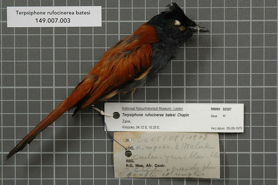 Terpsiphone rufocinerea batesi Chapin, 1921