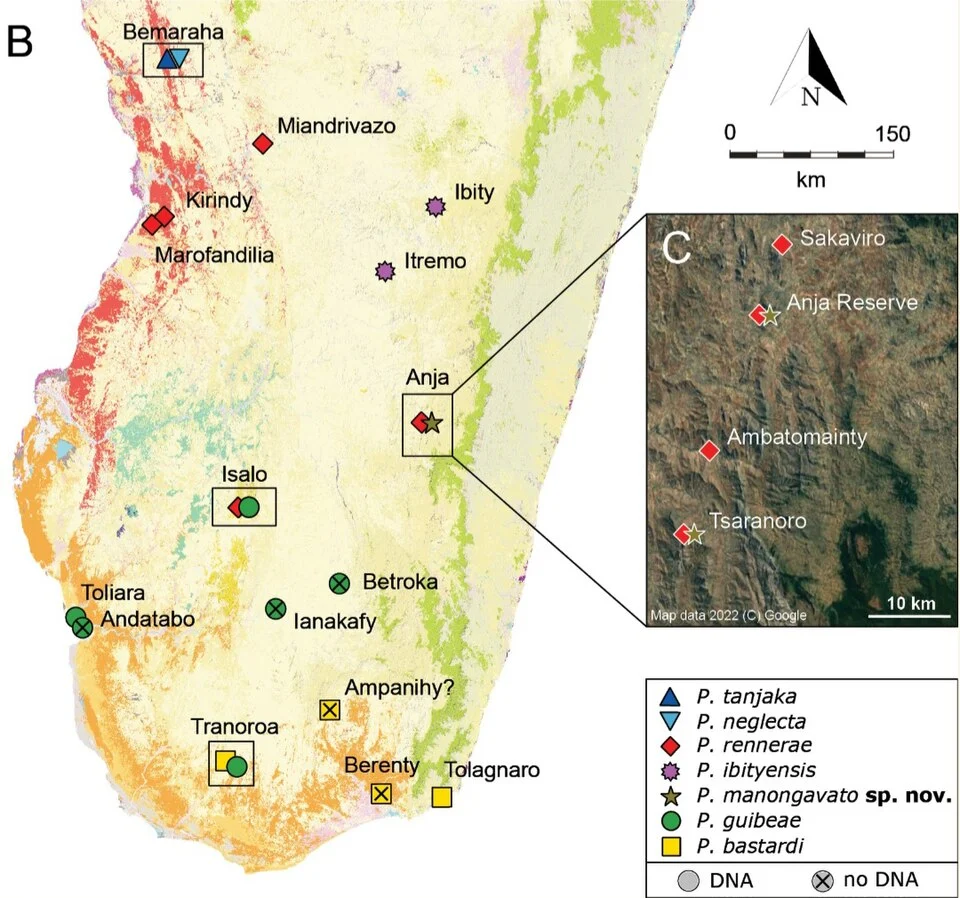 B: distribution of the different species within the P. bastardi clade, updated from Miralles et al. (2021) by adding Itremo for P. ibityensis (FGMV 2001-D37) and Ianakafy for P. guibeae (FMNH 73059). The exact geographic position of Ampanihy remains uncertain. Species symbol colours match the colours of the phylogenetic trees and haplotype networks. Black rectangles highlight localities with sympatric lineages. The map shows the remaining primary vegetation of Madagascar (https://kew.iro.bl.uk/): evergreen humid forest (green), deciduous dry forest (red), spiny arid forest (orange), tapia fore