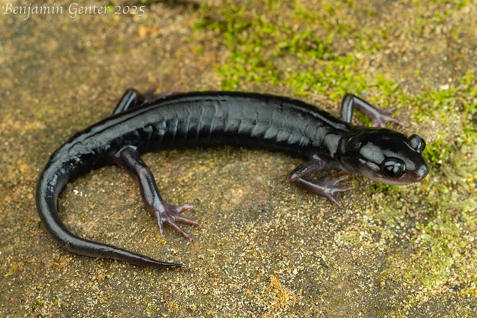 Adult from North Carolina