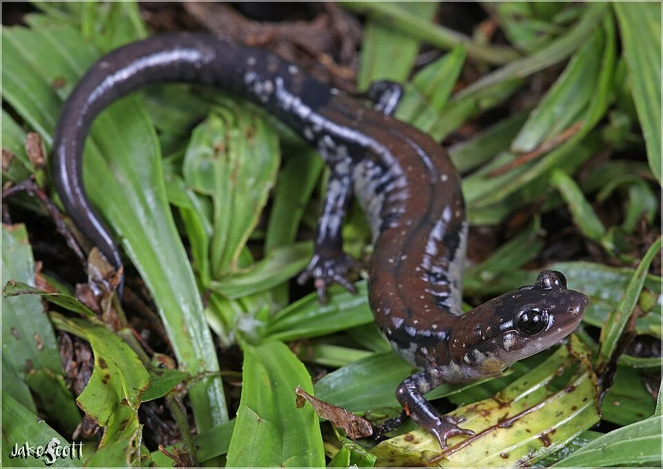 Rich Mountain Salamander (Plethodon ouachitae)