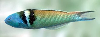 Blue-headed wrasse, San Pedro, Belize Barrier Reef