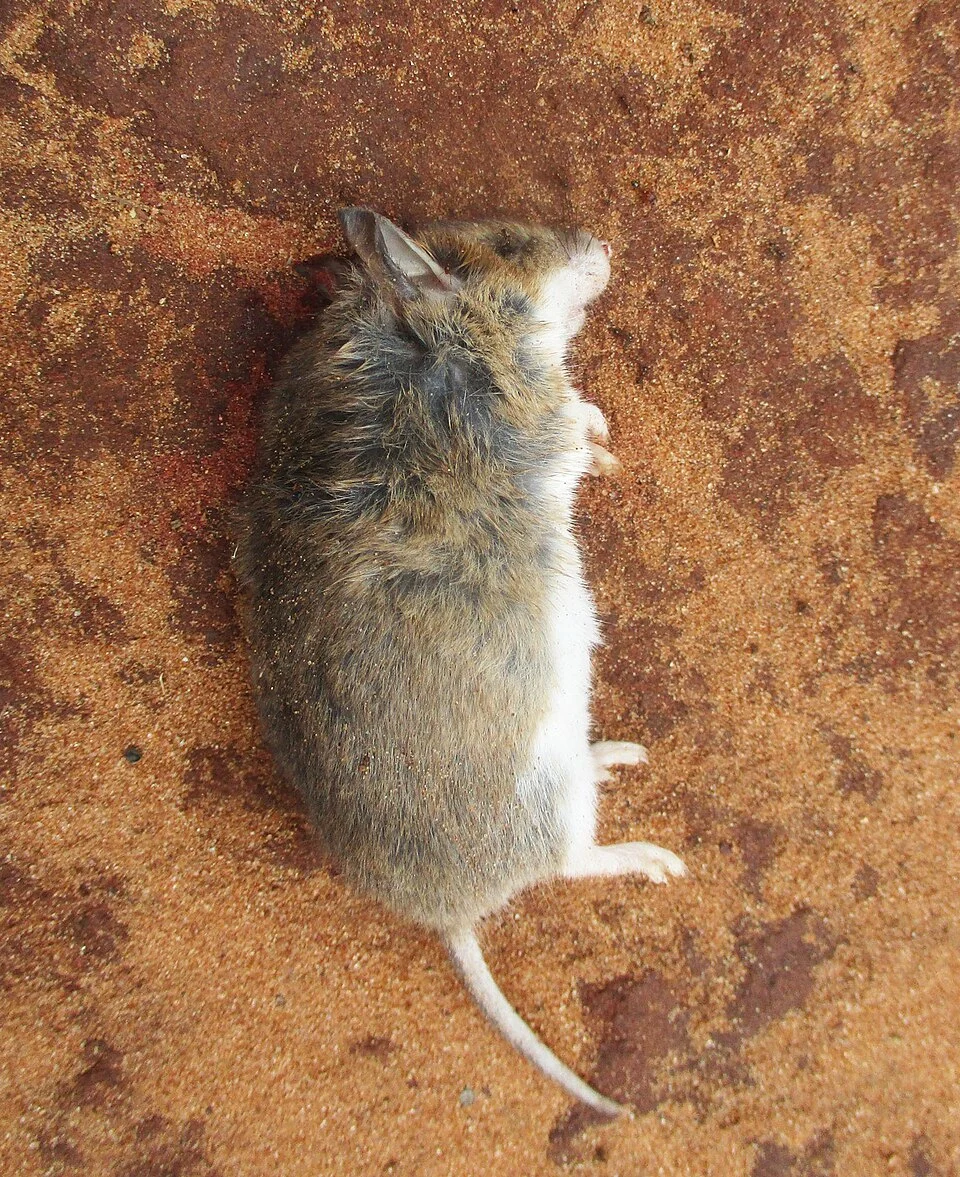 Common Fat Mouse (Steatomys pratensis) in Botswana