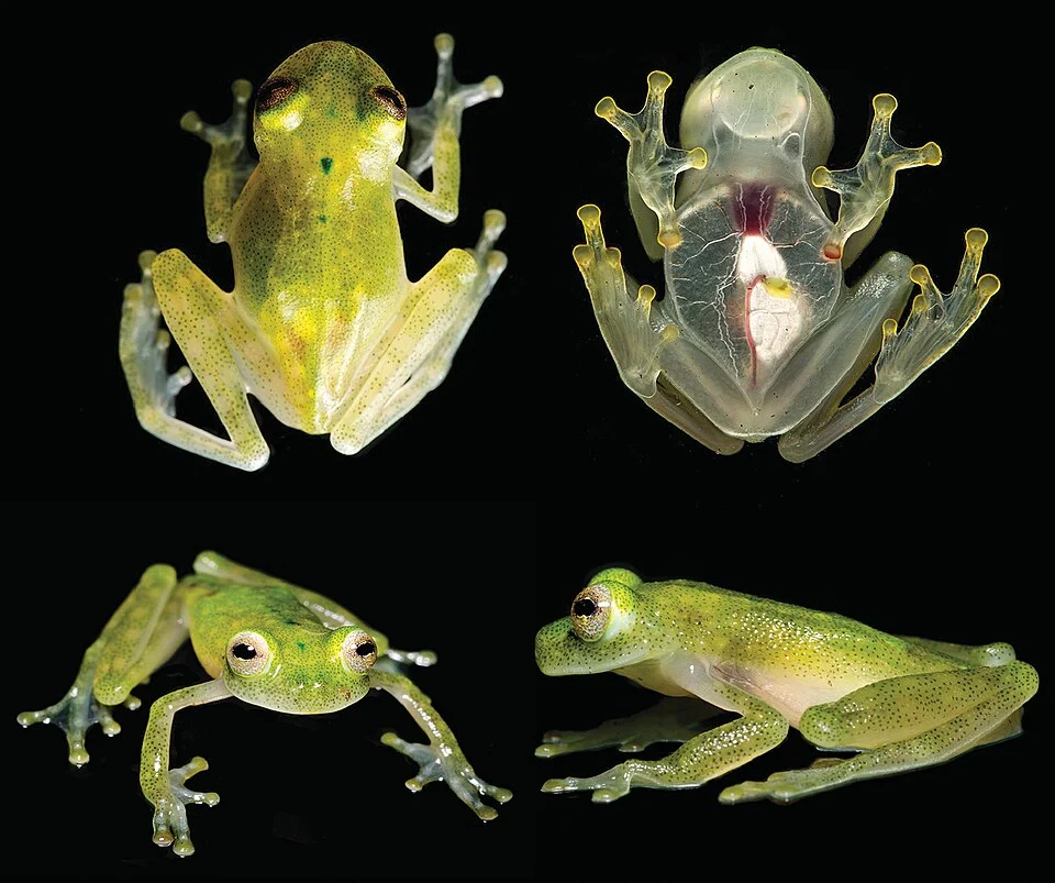 Hyalinobatrachium yaku sp. n. in life. Top row: adult male, MZUTI 5001, holotype, in dorsal and ventral view. Bottom row: adult male, paratype, QCAZ 55628.