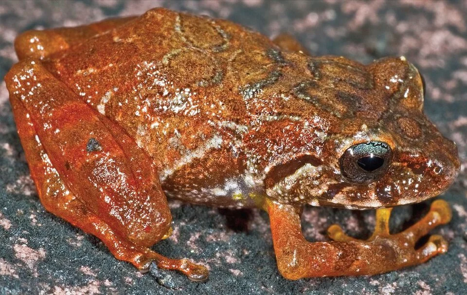 Pristimantis jamescameroni juvenile specimen (18.3 mm SVL) from Aprada-tepui, Venezuela.