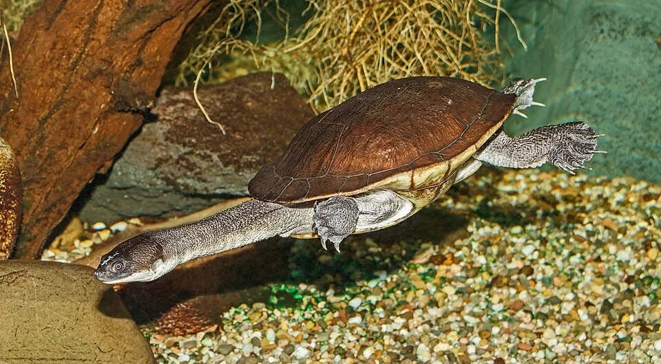 Chelodina mccordi Rhodin, 1994, Roti Island snake-necked turtle; Karlsruhe Zoo, Karlsruhe, Germany.