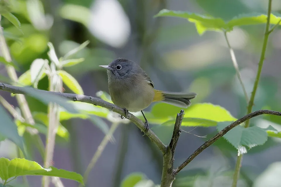 Colima Warbler (Leiothlypis crissalis) in Mexico