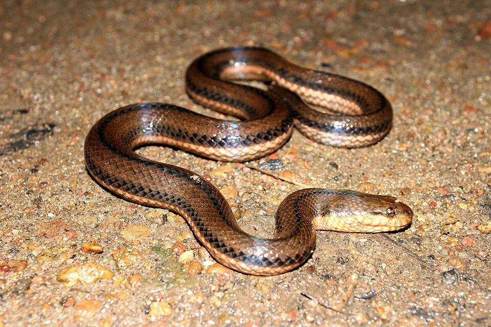 Reptiles from India