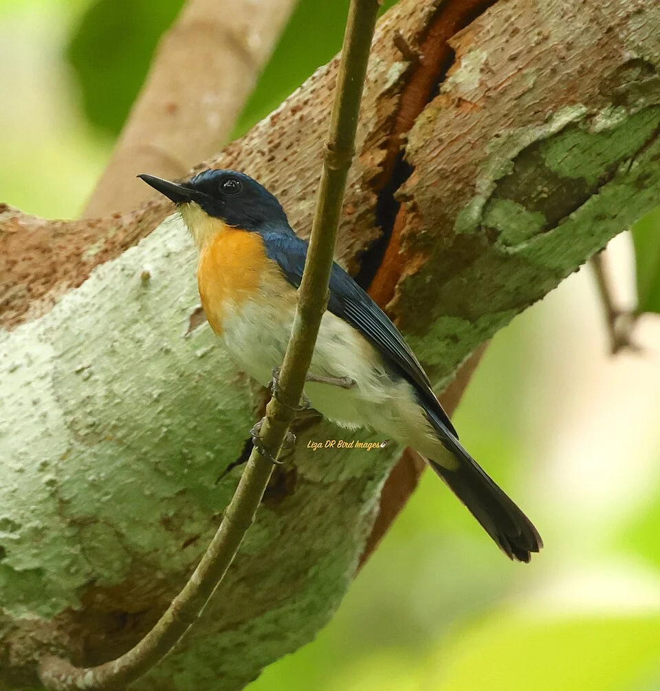 A Palawan Blue Flycatcher. Photo by Liza del Rosario