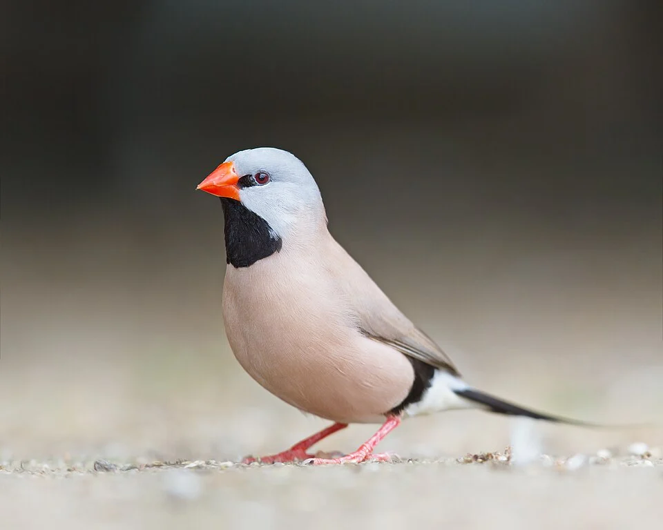 Long-tailed finch (Poephila acuticauda), Bird Walk Aviary, Canberra, Australia