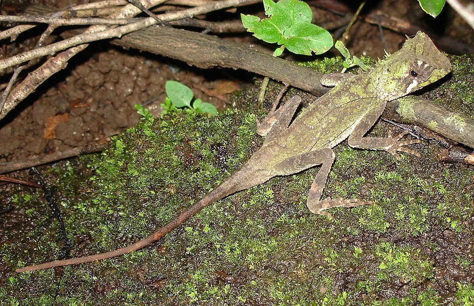 Acanthosaura coronata male, Cat Tien National Park