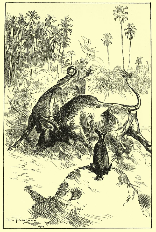 Townsend’s rival wild bulls fighting while P’lando’ watches from an ant-hill