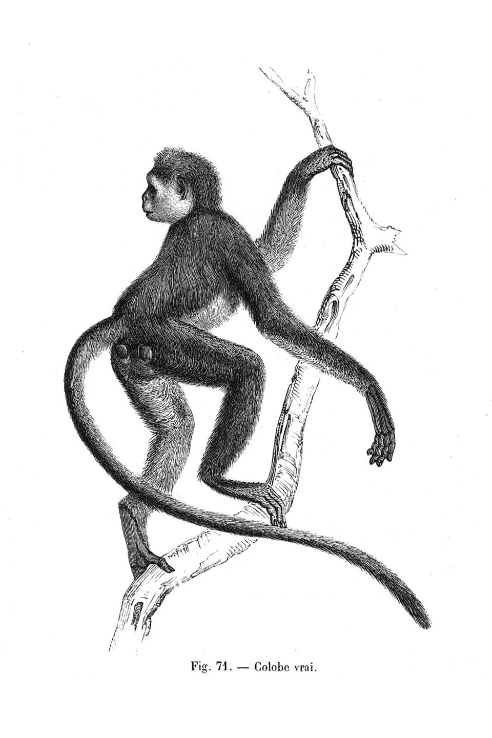 olive colobus monkey (Procolobus verus)