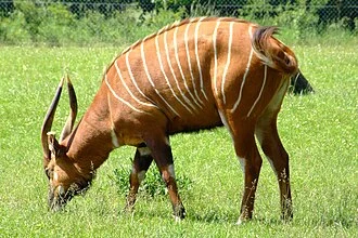 A Bongo at Marwell Wildlife, Hampshire, England.