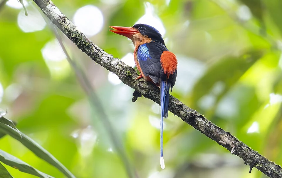 Red-breasted Paradise Kingfisher (Tanysiptera nympha) in Indonesia