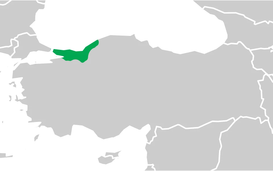 Distribution of Kosswig's smooth newt (Lissotriton kosswigi), endemic to Anatolia, based on the occurrence data of Wielstra et al. (Amphibia-Reptilia 2018, DOI: 0.1163/15685381-17000128). I estimated alpha hulls around these occurrence points with the function EOO.computing() in the R package ConR v. 1.3 (Dauby et al., Ecology and Evolution 2017, DOI: 10.1002/ece3.3704), with alpha = 0.8 and buff.alpha = 0.2.
