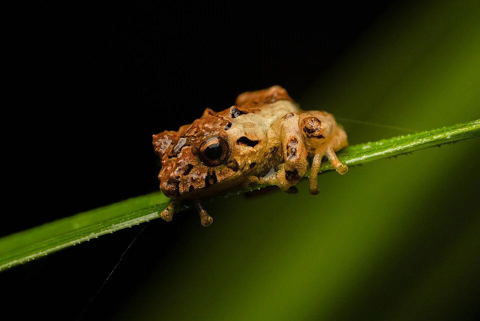 Pristimantis platydactylus, Nor Yungas, Bolivia, 2026-08-14 (iNaturalist).