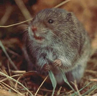 An adult Muskeget vole, Microtus breweri, in its habitat of beach grass on Muskeget Island, MA.