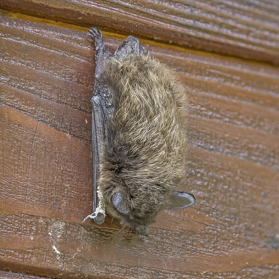 Whiskered bat (Myotis mystacinus), Rochovce, Slovakia