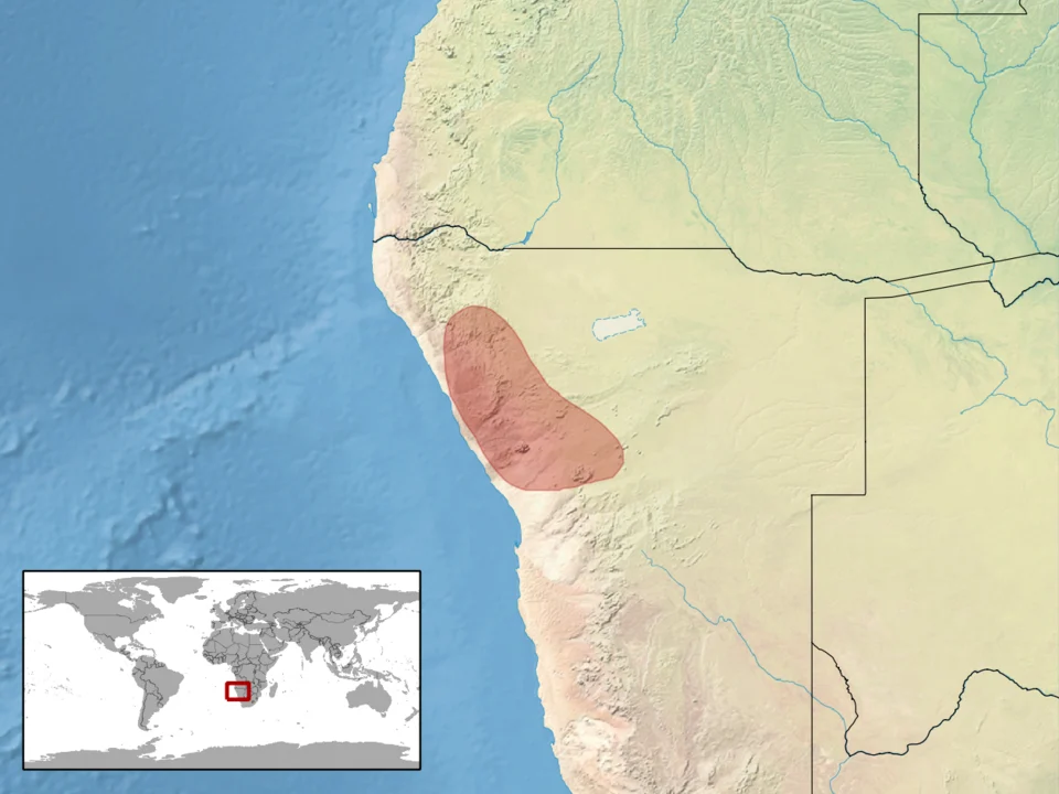 geographic distribution of Pachydactylus fasciatus (Native:
Namibia)