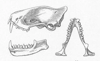 The railer bat, Mops thersites; Described in text as Mops occipitalis, though these names are now recognized as synonymous