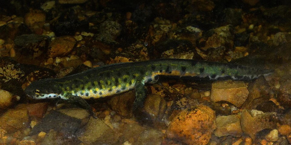 Black-spotted Newt (Notophthalmus meridionalis), Class, Amphibia: Order, Caudata: Family, Salamandridae. This specimen was photographed in an educational aquarium display at the Santa Ana National Wildlife Refuge, Hidalgo County, Texas, USA, on 14 April 2016.  Presumably the specimen came from a population in the vicinity of the Refuge (26.0821°N, 98.1354°W, 32 m.), however this is speculative.  William L. Farr