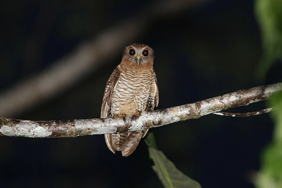 Ninox squamipila, Manusela National Park, Manusela, Seram Utara, Kabupaten Maluku Tengah, Maluku, Indonesia, 2011-01-12 (iNaturalist).