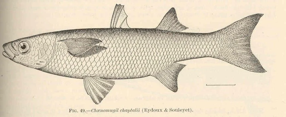 Chaenomugil chaptalii (Eydoux & Souleyet)
Subject: Grey mullets, Chaenomugil
Tag: Fish