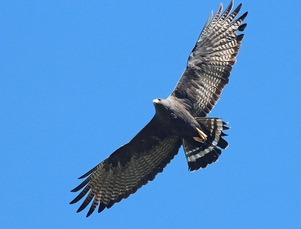 ABA AREA BIRDS: My Photo "Life List" ARIZONA - BIRDS of SANTA CRUZ County